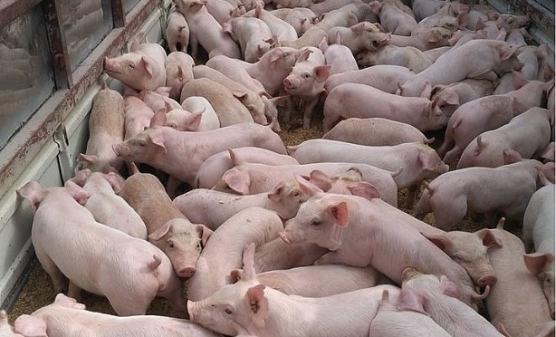  Giá lợn hơi áp lực tăng giá lan rộng ở khắp các địa phương