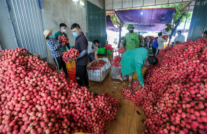 Trung Quốc hiện vẫn là thị trường xuất khẩu chính của quả vải Bắc Giang.