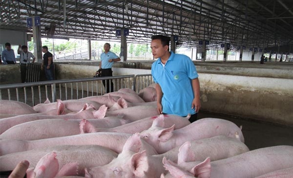 Giá lợn hơi tiếp tục tăng ở cả ba miền