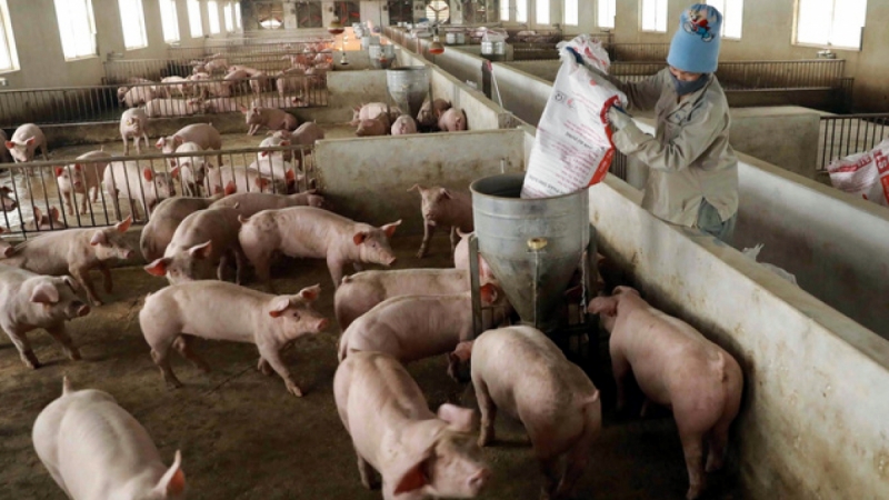 Giá lợn hơi chạm mốc 70.000 đồng/kg