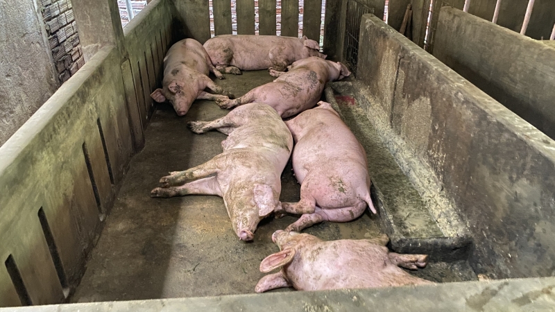 Lợn của người dân H.Phú Hòa chết sau khi tiêm vaccine phòng dịch tả lợn châu Phi (ảnh: MINH QUÂN).