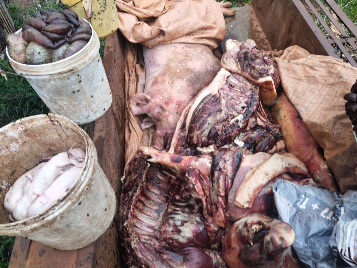 Lực lượng chức năng phát hiện số lợn mắc bệnh dịch tả lợn Châu Phi tại cơ sở giết mổ động vật của ông N.T.M