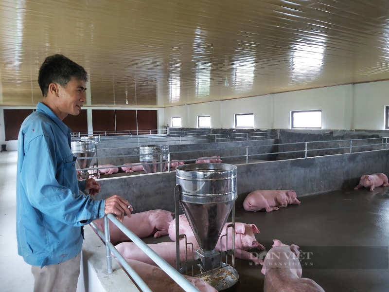 Người chăn nuôi đang lỗ nặng do giá lợn hơi chạm đáy.