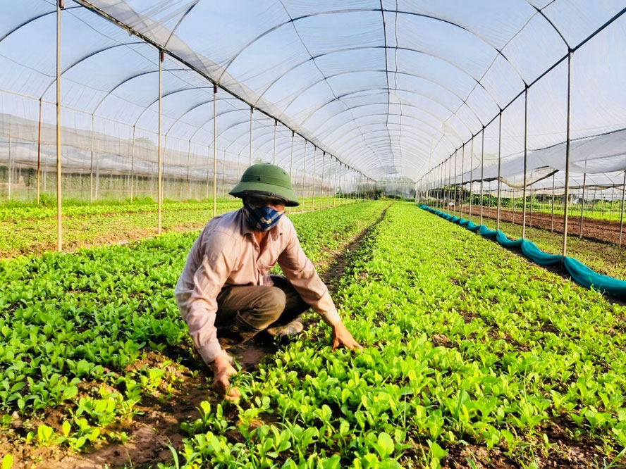 Mô hình sản xuất rau theo tiêu chuẩn VietGAP tại Hợp tác xã Rau quả Chúc Sơn (huyện Chương Mỹ).