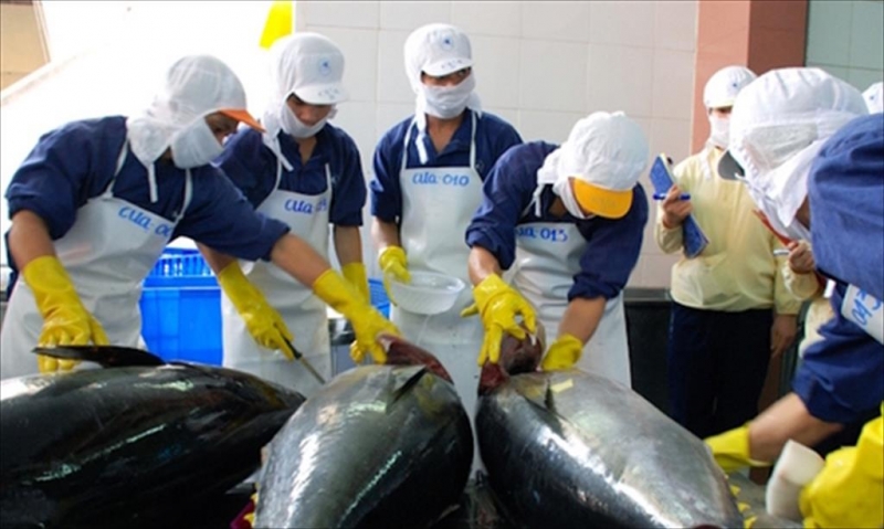 Chế biến cá ngừ xuất khẩu.