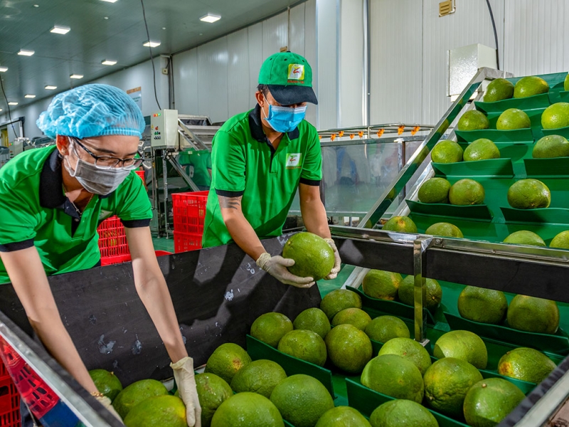  Công nghệ xử lý bảo quản quả bưởi tươi trong 90 ngày giúp trái cây được xuất khẩu rất mạnh sang Mỹ bằng đường biển.