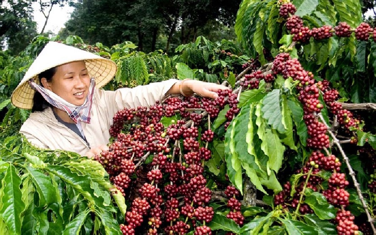 Xuất khẩu cà phê lần đầu vượt 4 tỷ USD  Ảnh minh họa. Nguồn: VnEconomy