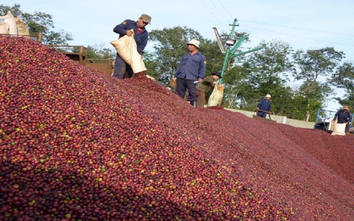 Xuất khẩu cà phê sang thị trường Hoa Kỳ tăng về chất