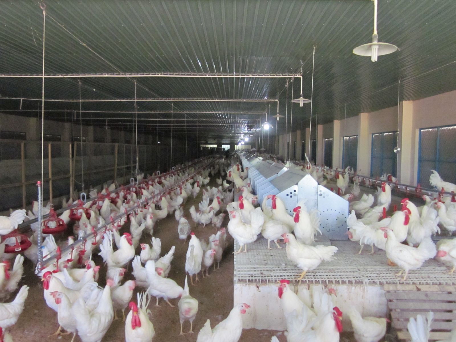 Trại gà đặc biệt được nuôi tại Trại Chăn nuôi Suối Dầu, để lấy trứng phục vụ cho hoạt động sản xuất vắc-xin cúm.