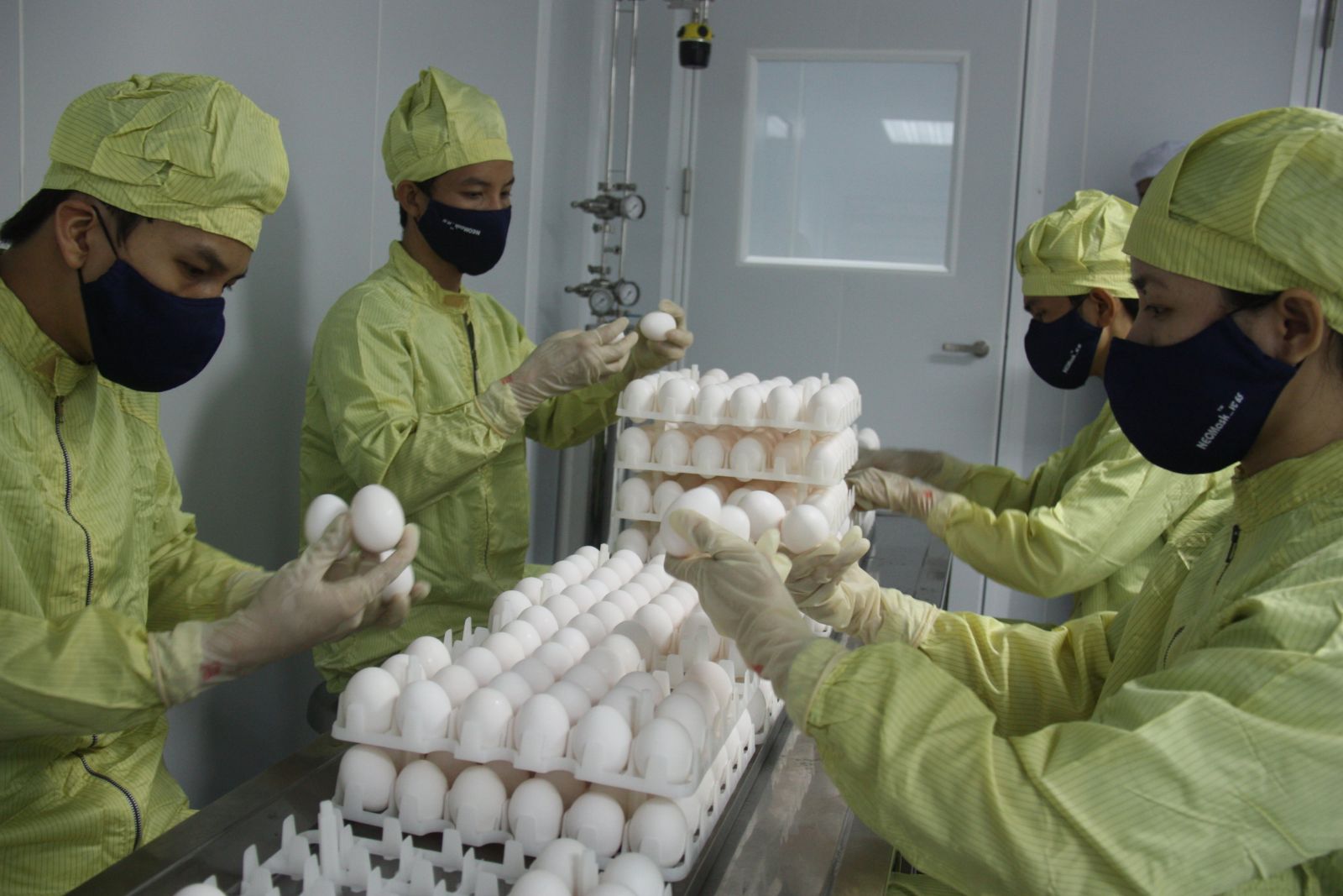 Kiểm tra trứng gà có phôi để phục vụ sản xuất vắc xin cúm tại IVAC