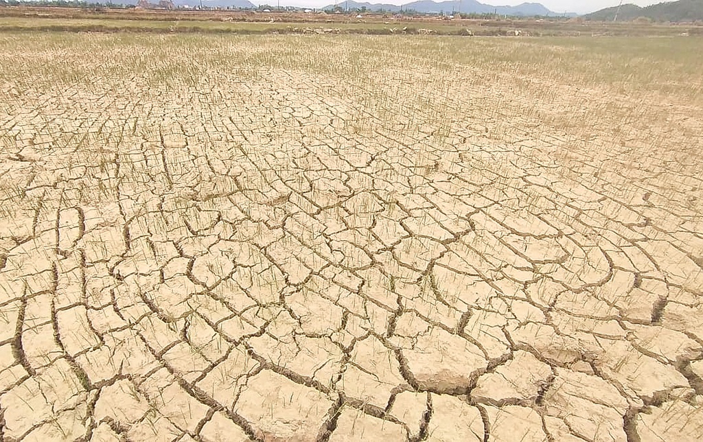 Cảnh đồng ruộng khô nứt nẻ ở Nghi Lộc, Nghệ An. (Ảnh: Báo Giao thông)