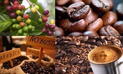 Xuất khẩu cà phê toàn cầu giảm 3,4% trong tháng Giêng