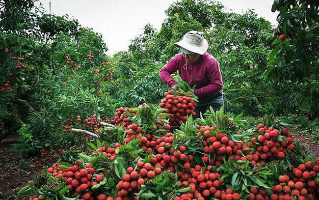 Phó Thủ tướng chỉ đạo hỗ trợ tiêu thụ nông sản tỉnh Bắc Giang