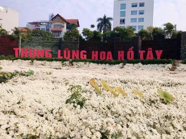 Chính quyền phường Nhật Tân bất lực để thung lũng hoa Hồ Tây hoạt động sai phép