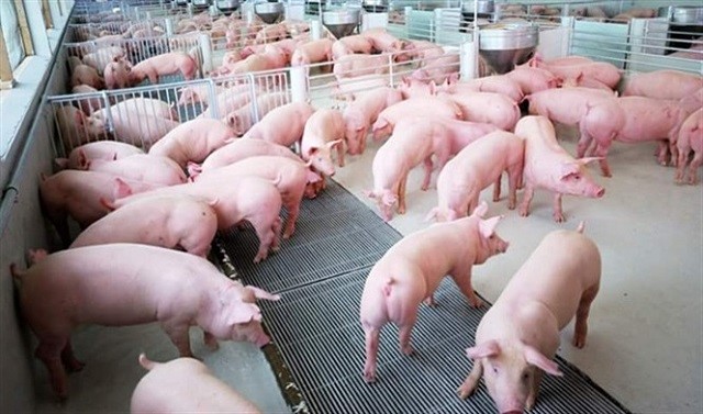 Người chăn nuôi e dè tái đàn lợn vì dịch chồng dịch